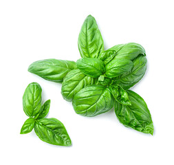 Ripe green basil leaves on a white background. Top view, close-up.