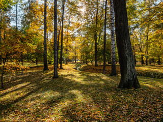 Peterhof in autumn, oaks and maples on the alleys of the Nizhniy Park.