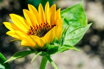 開花しかけのひまわり