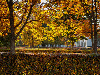 Peterhof in autumn, oaks and maples on the alleys of the Nizhniy Park.