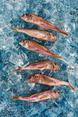 Fresh Black Sea red mullet with ice on a blue background.