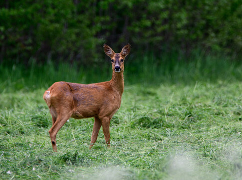 Deer standing on a green field.