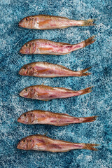 A few fresh Black Sea red mullet on a blue background.
