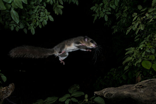 dormouse