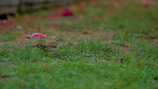 slow motion shot of Beautiful sparrow in a garden
