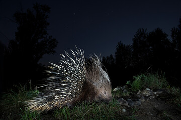 porcuspine