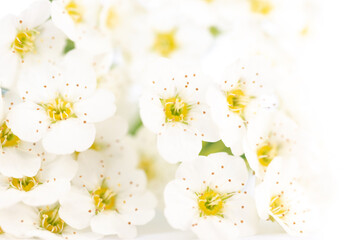 White flowers, white flowers bouquet isolated on white background
