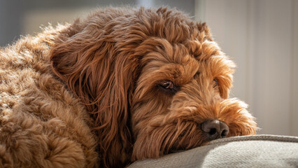 A red cockapoo lying on the back of a chair resting and looking at camera