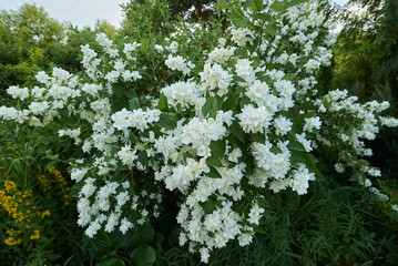 Blooming  white jasmine bush with double flowers in a garden