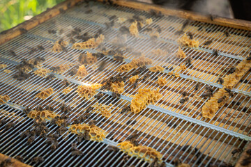Closeup of Bees and Queen on a Beehive with visible Frames and Beeswax