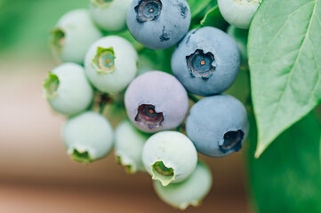 Fresh organic blueberries in garden. Different stages of ripening of berries