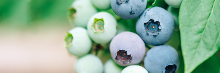 Fresh organic blueberries in garden. Different stages of ripening of berries