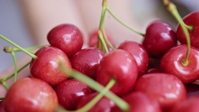 Close-up dolly slider shot of ripe and red wild cherries in the hands