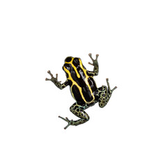 Top view of ranitomeya ventrimaculata aka reticulated poison frog. Isolated on white background.