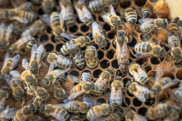 Closeup of Queen and Bees on a Beehive with visible honeycombs