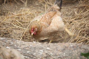 The brown chicken is rolling on the ground