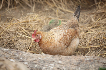 The brown chicken is rolling on the ground