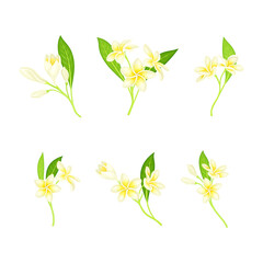 Set of spring flowering twigs of jasmine vector illustration