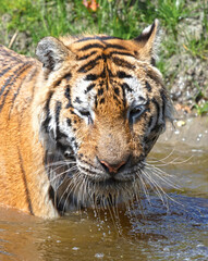 Plakat Amour tiger in the water, cooling down or playing