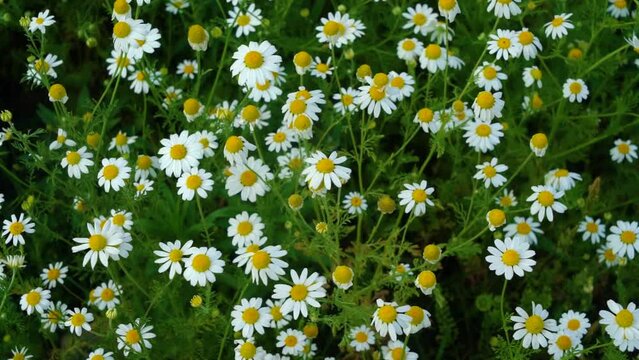  Slow motion shot of beautiful flowers with lush green mountains in hilly area of Pakistan