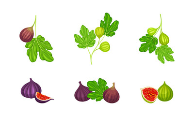 Set of fig fruit whole and cut. Fresh delicious tropical fruit vector illustration