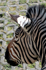 Portrait of a zebra in the park. Vertical photo. Wildlife.