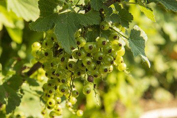 green currant fruits on a branch