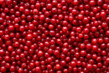 Red currant berries top view. Background with red berries.