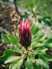 Protea flower