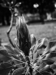 Protea flower