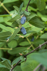 blue honeysuckle fruits on a branch