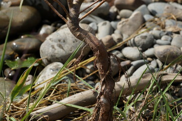 lizard on the ground