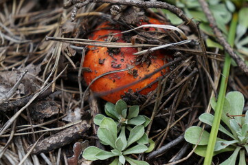 mushroom in the forest