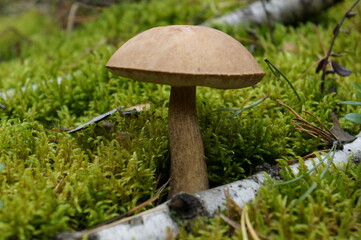 mushroom in the grass
