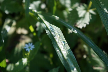 dew on grass