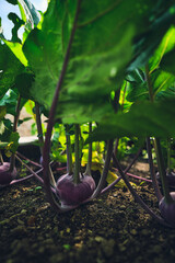 Red Kohlrabi in raised bed. High quality photo