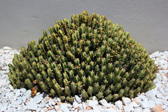 Resin spurge, or Euphorbia resinifera plant in a garden