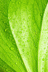 Green leaf with raindrops texture background
