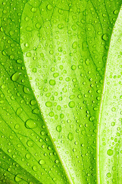 Green leaf with raindrops texture background