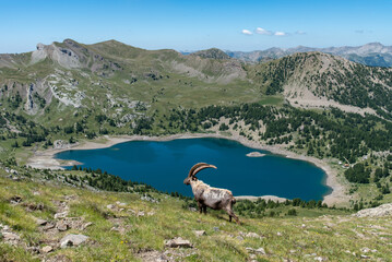 Bouquetin mâle devant le lac d'Allos dans le Parc National du Mercantour