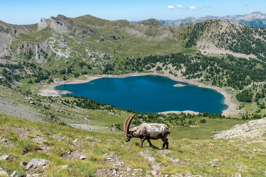 Bouquetin m&acirc;le devant le lac d'Allos dans le Parc National du Mercantour