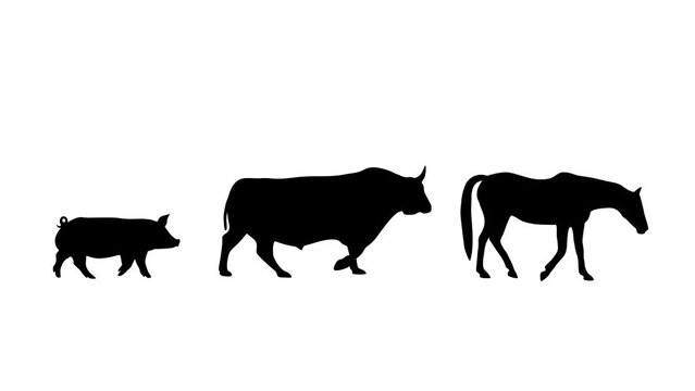 Walking horse, bull and pig: animation on the white background (seamless loop)