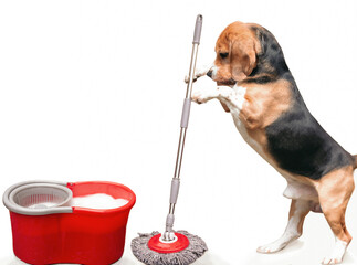 funny beagle dog with a mop cleans on a white background, clearing