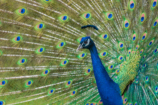 Shot of the peacock with its beautiful feathers showing to everyone in the zoopark