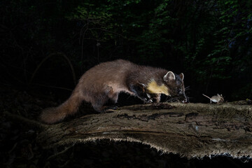 pine marten