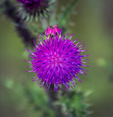 Thistle flower