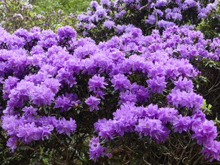 flowers in the garden