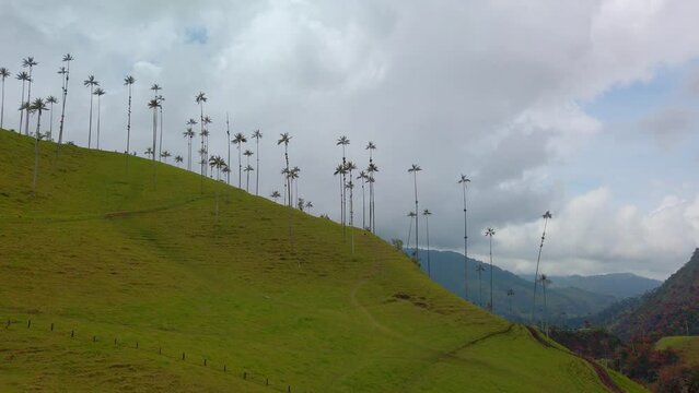 A side view of palm trees and green mountains of Jercio Colombia