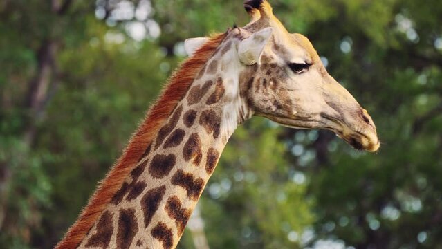 Closeup Shot Of Beautiful Giraffe's Head And Neck With Blur Background Of Trees In Khwai Wildlife Sanctuary, Botswana. - Closeup, Pan Right