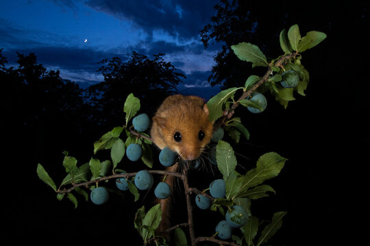 Hazel Dormouse